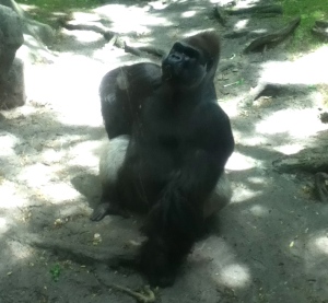 This gorilla posed like we were the paparazzi