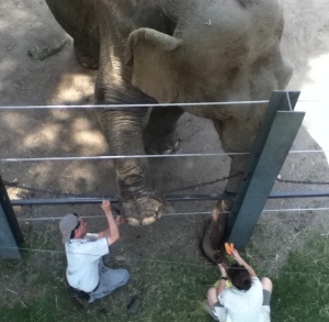 Ever wonder what it looks like when an elephant gets a pedicure? It looks like this.