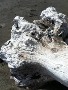 Driftwood on Moonstone Beach