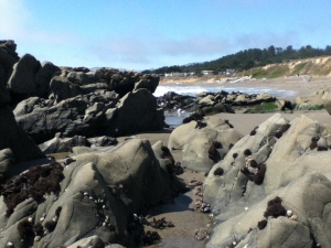 Rocks (and cool barnacle things!) on Moonstone Beach