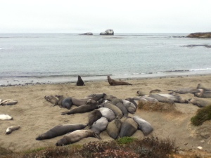 When the sign said "Elephant Seal Viewing Area," we thought we'd maybe see one, in the distance. We did not expect this!
