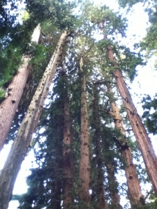 Tall, tall trees