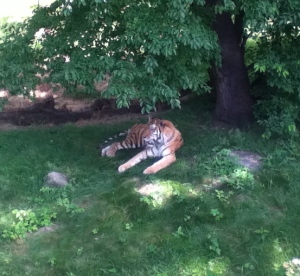 Yuri the tiger enjoying the shade on a hot day
